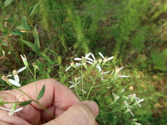 Doellingeria sericocarpoides