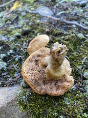 Hydnum umbilicatum