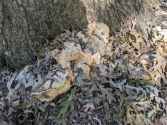 Pseudoinonotus dryadeus