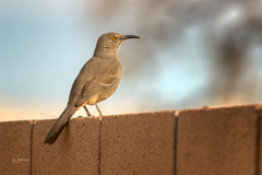Toxostoma curvirostre