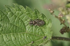 Heterogaster urticae