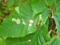 Phyllonorycter maestingella