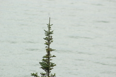 Setophaga coronata