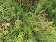 Doellingeria sericocarpoides