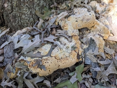 Pseudoinonotus dryadeus