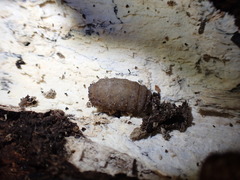 Brachycera