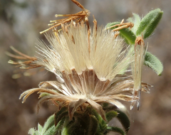 Heterotheca shevockii