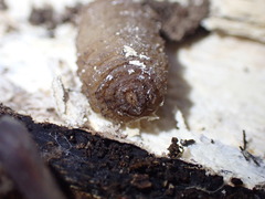 Brachycera