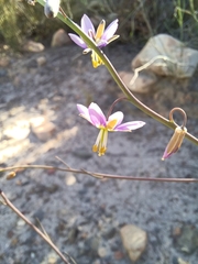 Heliophila cornuta squamata