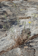 Heterotheca shevockii