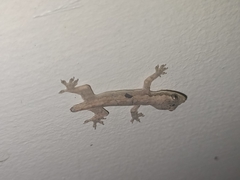 Gekkonidae