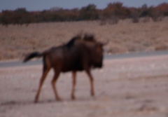 Connochaetes taurinus taurinus