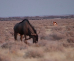 Connochaetes taurinus taurinus