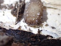 Brachycera