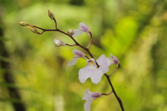Ionopsis utricularioides
