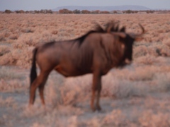 Connochaetes taurinus taurinus