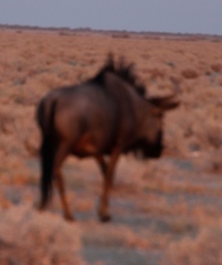 Connochaetes taurinus taurinus