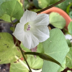 Ipomoea lacunosa