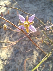 Heliophila cornuta squamata