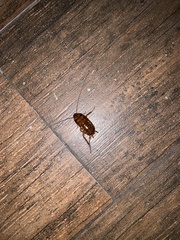 Periplaneta fuliginosa