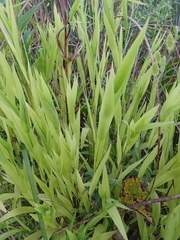 Plantae