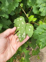 Colomerus vitis