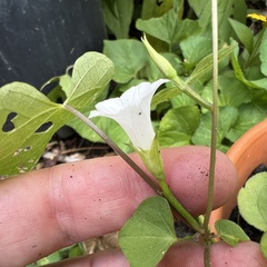 Ipomoea lacunosa