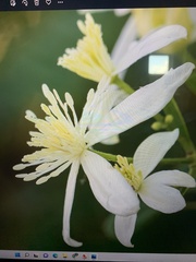 Clematis flammula