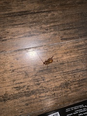 Periplaneta fuliginosa