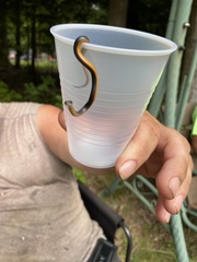 Diadophis punctatus