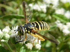 Spilomyia longicornis
