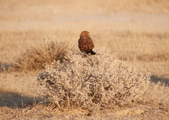 Falco rupicoloides rupicoloides