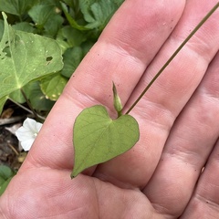 Ipomoea lacunosa