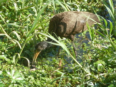 Aramus guarauna