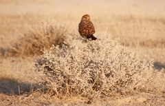 Falco rupicoloides rupicoloides