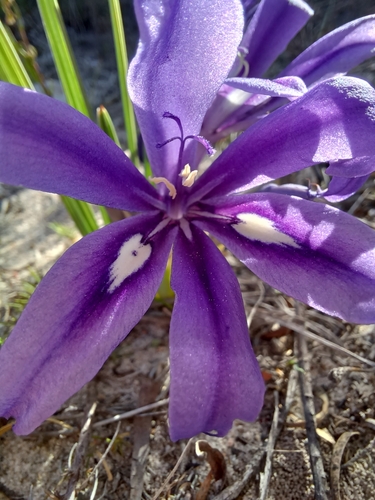 Babiana sambucina