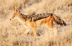 Lupulella mesomelas mesomelas