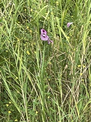 Ipomoea sagittata