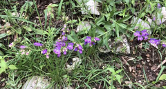 Penstemon neomexicanus