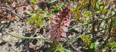 Lachenalia contaminata