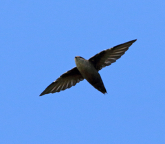 Chaetura pelagica