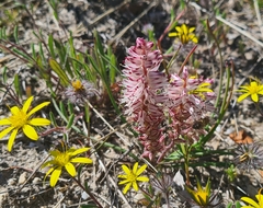 Lachenalia contaminata