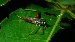 Holhymenia