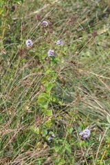 Mentha aquatica