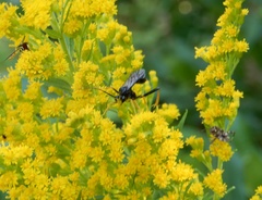 Exetastes suaveolens