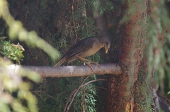 Turdus chiguanco