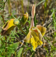Gladiolus virescens