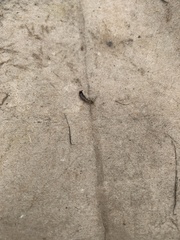 Euborellia annulipes