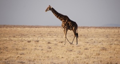 Giraffa camelopardalis angolensis