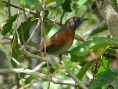 Synallaxis erythrothorax